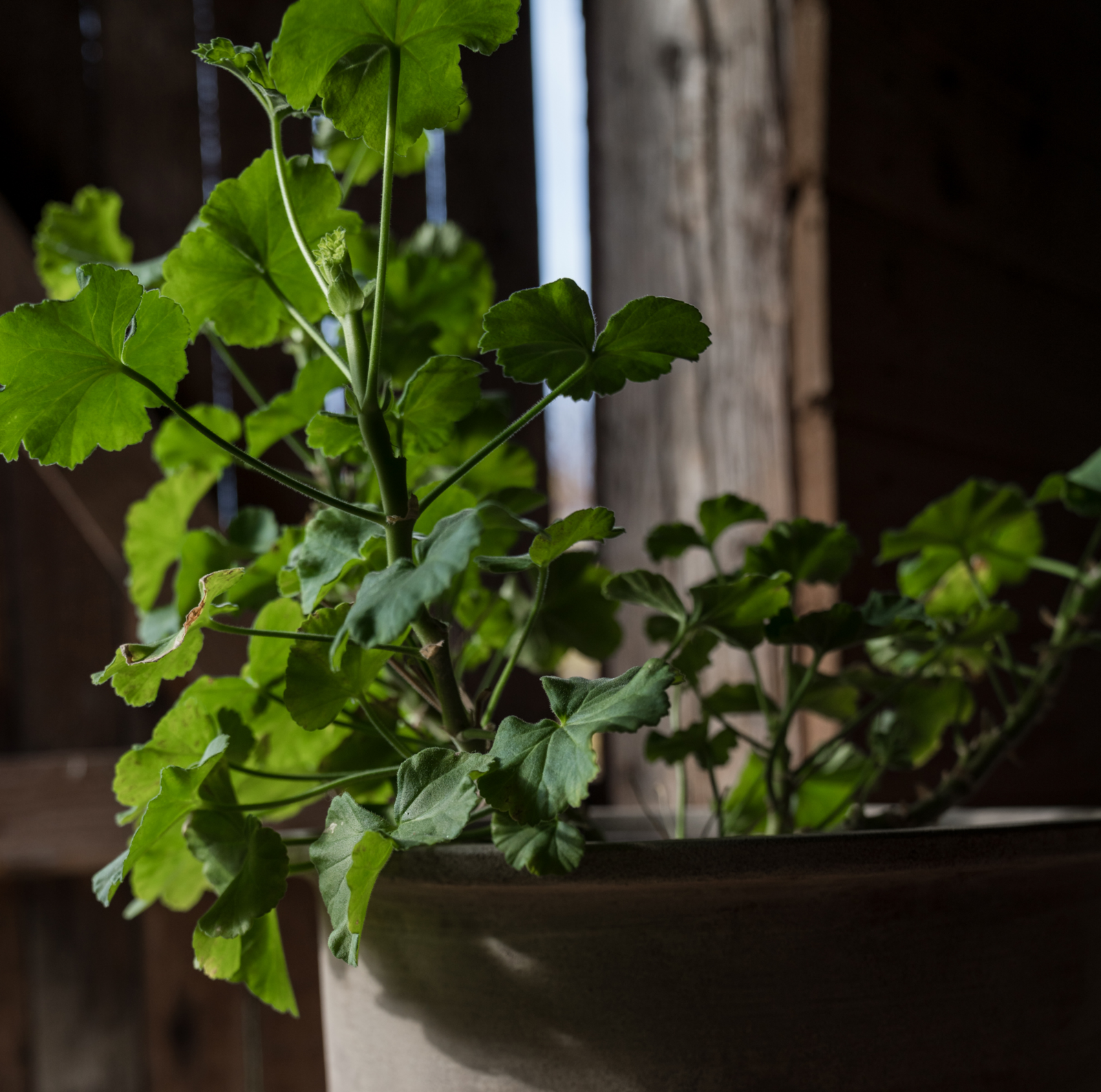 Terracotta Pot with Under Plate, Two Sizes Available