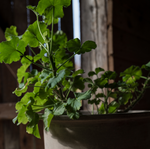 Load image into Gallery viewer, Terracotta Pot with Under Plate, Two Sizes Available
