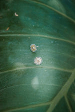 Load image into Gallery viewer, Aimala Stud Earrings with Polki Diamond and Labradorite
