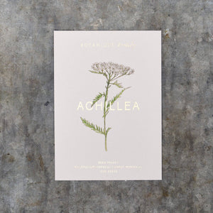 Achillea Millefolium (Yarrow) Seed Packet