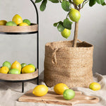 Load image into Gallery viewer, Faux Decorative Lemon
